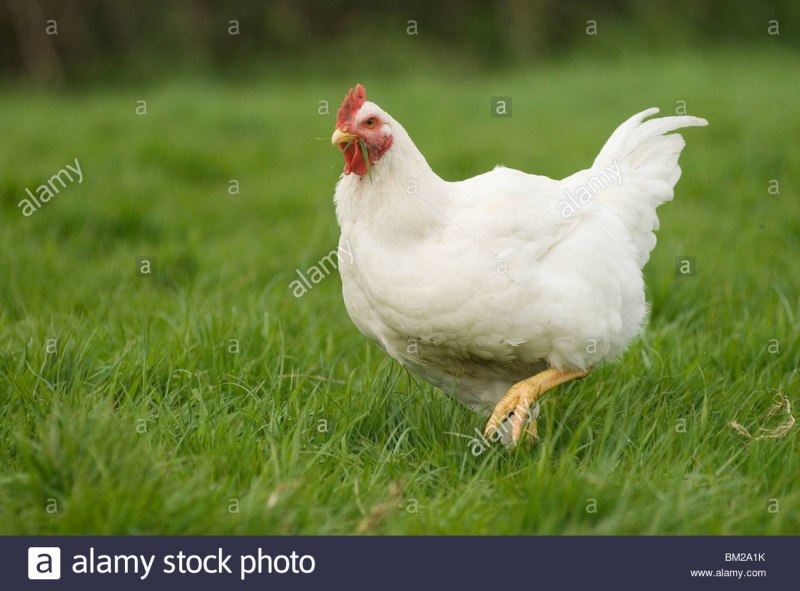 Куры белые