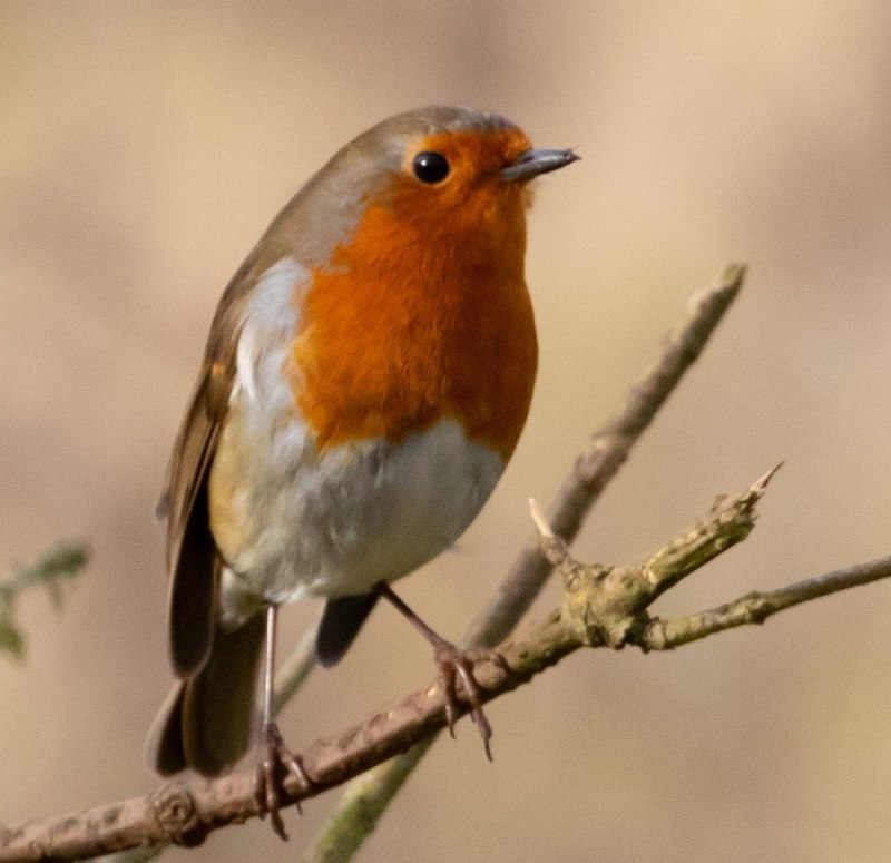 Robin Redbreast