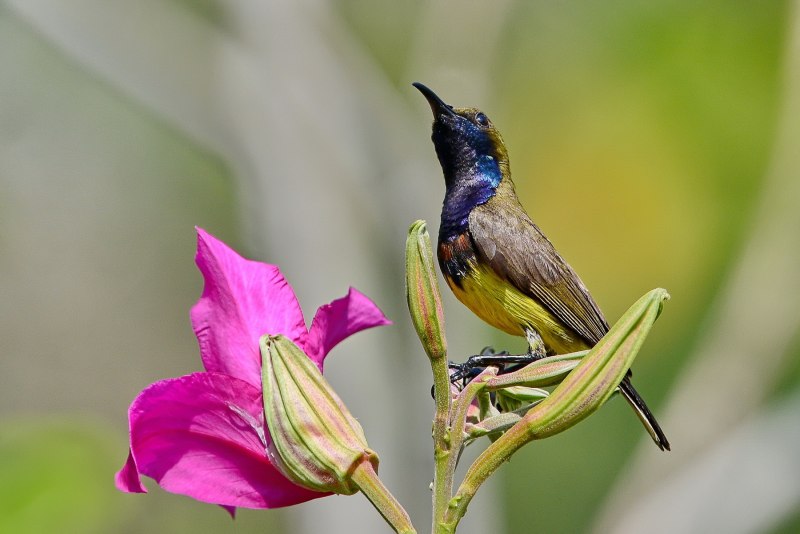 Laniarius Funebris