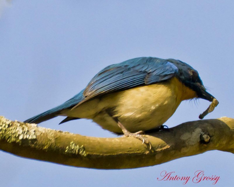 Robin Redbreast