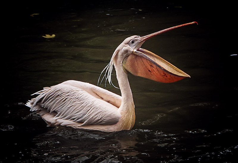 Pelecanus occidentalis