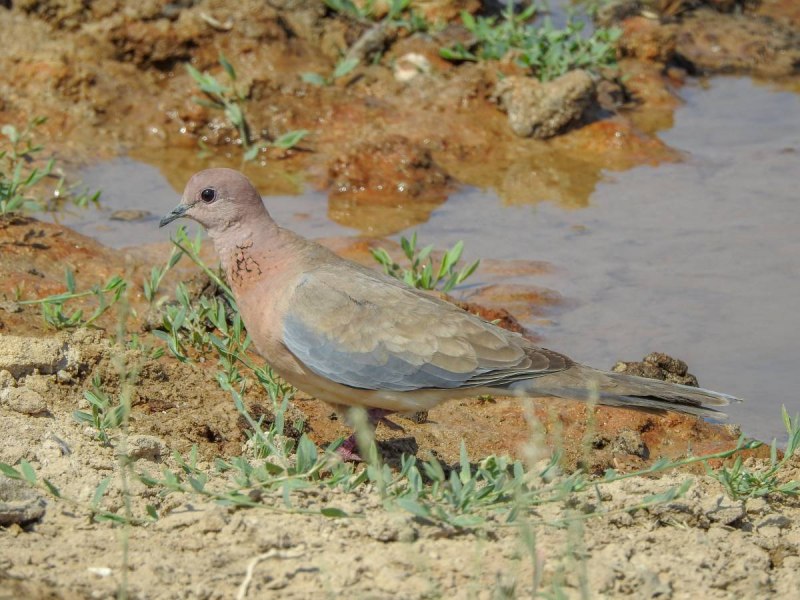 Джек (chlamydotis undulata