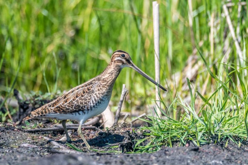 Чернозобик Calidris Alpina (Linnaeus, 1758)