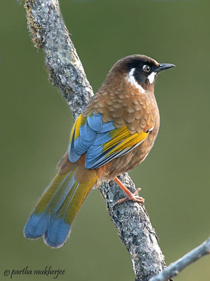 Перевозчик (Actitis hypoleucos)