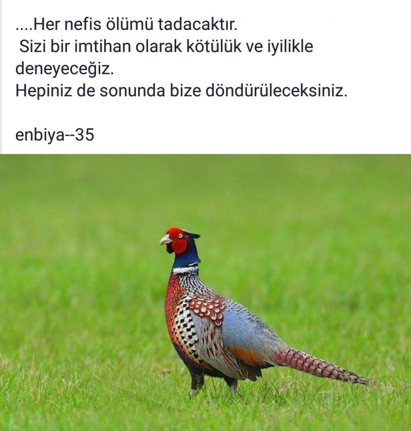 Кулик птица гнездо