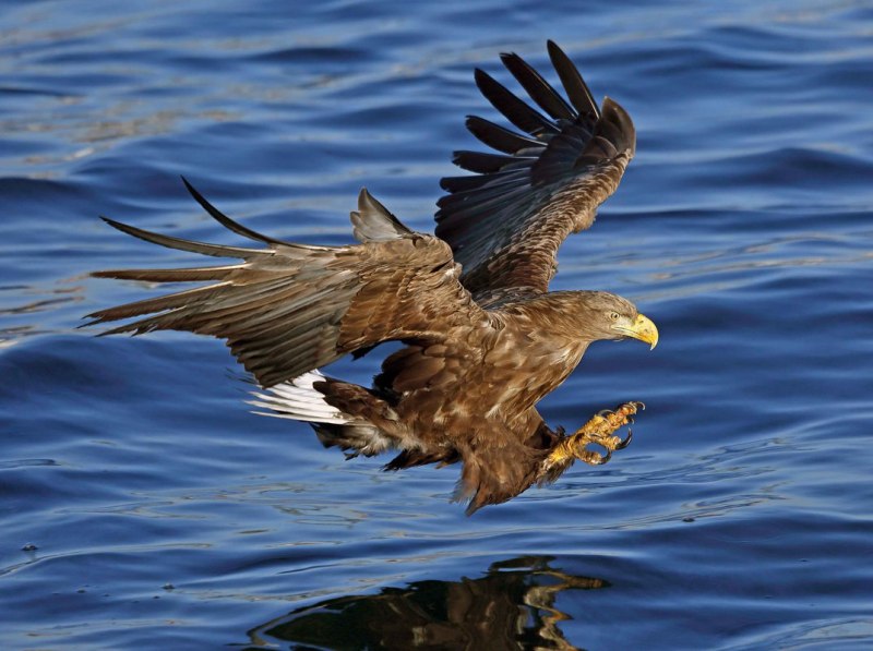 Орлан-белохвост Haliaeetus albicilla (Linnaeus, 1758)