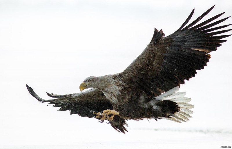 Орлан-белохвост (Haliaeetus albicilla (l.)