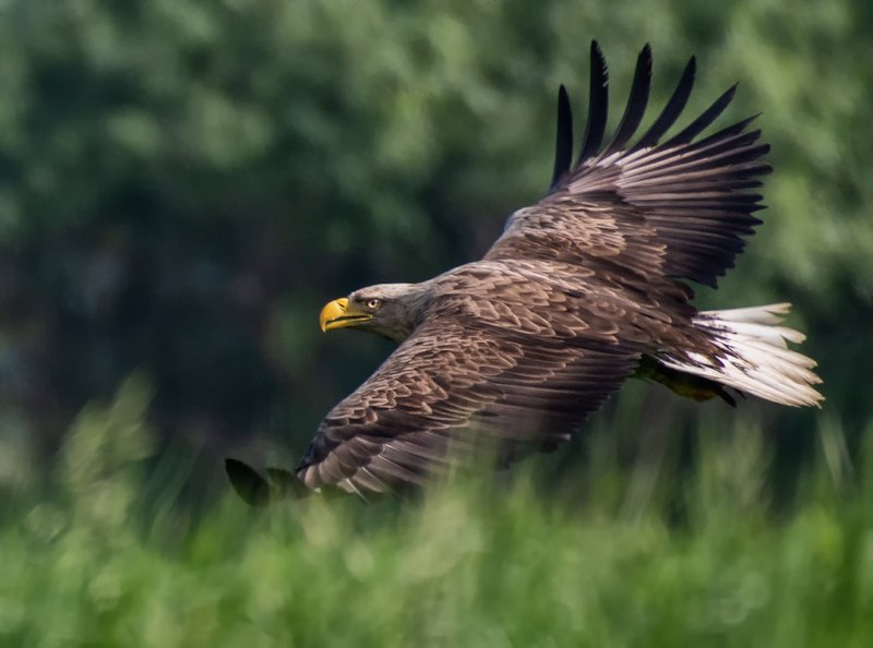 Орлан-белохвост Haliaeetus albicilla (Linnaeus, 1758)