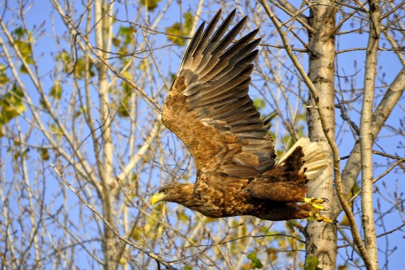 Орлан-белохвост Haliaeetus albicilla