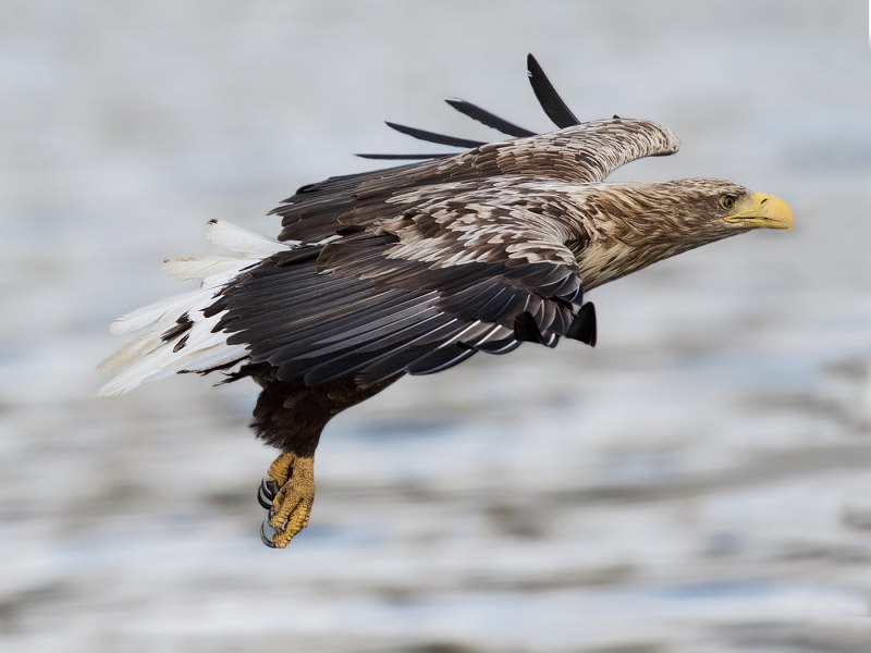 Орлан-белохвост Haliaeetus albicilla