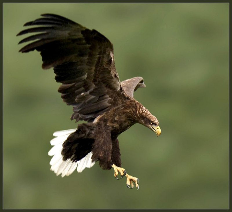 Орлан-белохвост Haliaeetus albicilla (Linnaeus, 1758)