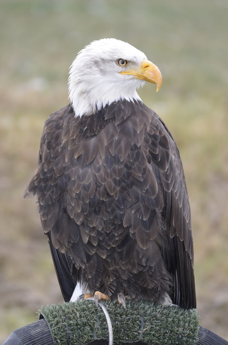 Орлан-белохвост Haliaeetus albicilla