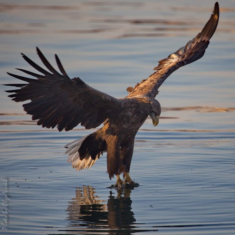 Орлан-белохвост Haliaeetus albicilla