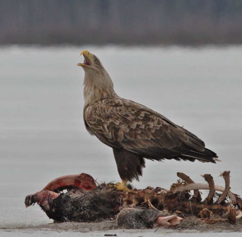 Орлан-белохвост Haliaeetus albicilla (Linnaeus, 1758)