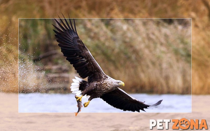 Орлан-белохвост Haliaeetus albicilla (Linnaeus, 1758)