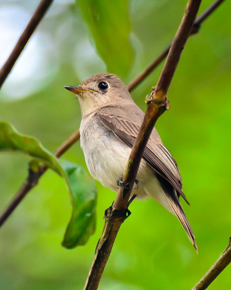 Мухоловки (Muscicapidae