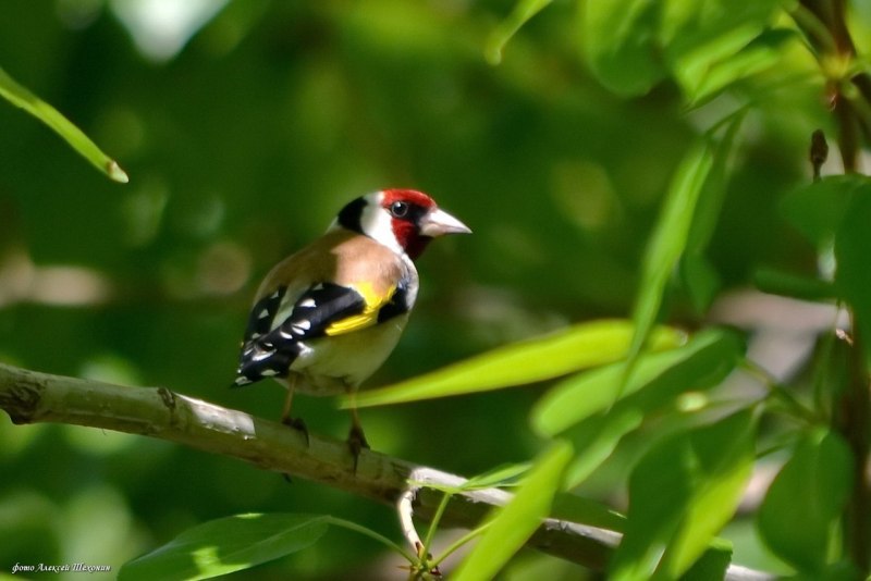Щегол (лат. Carduelis)