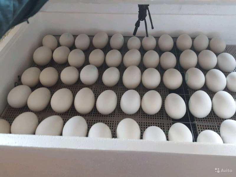 Инкубация гусиные гусиные яйца