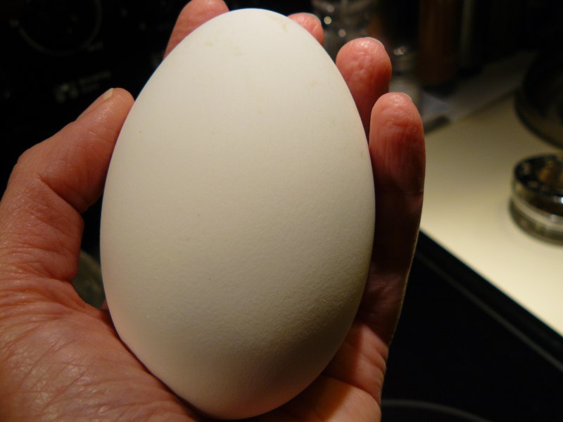 Яйцо гуся (73 фото)