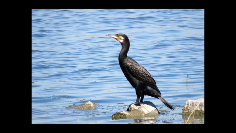 Больших Бакланов (Phalacrocorax Carbo)