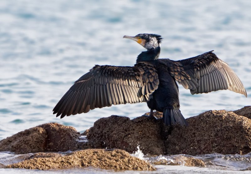 Phalacrocorax Carbo птица