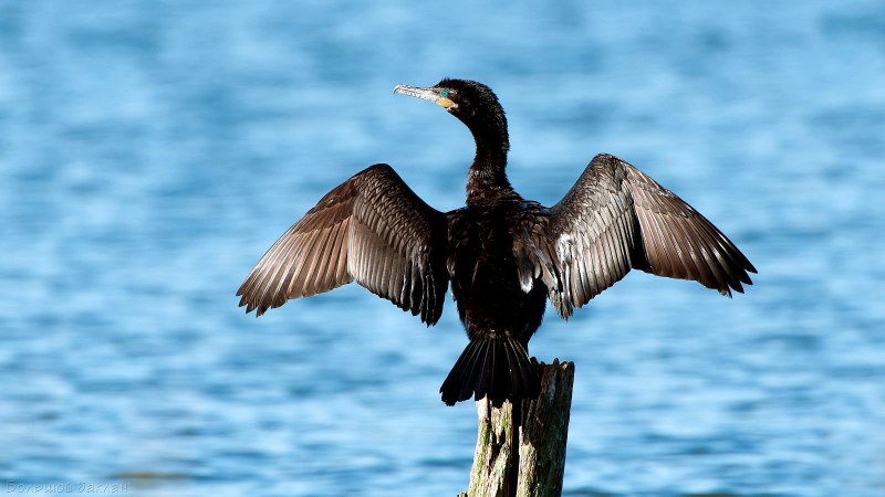 Большой Баклан – Phalacrocorax Carbo (l.)