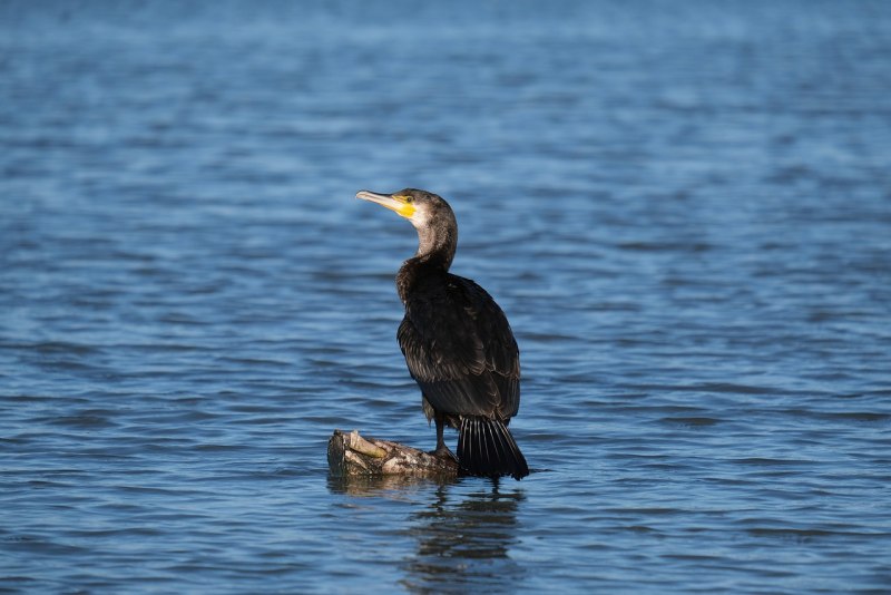 Большой Баклан Phalacrocorax Carbo
