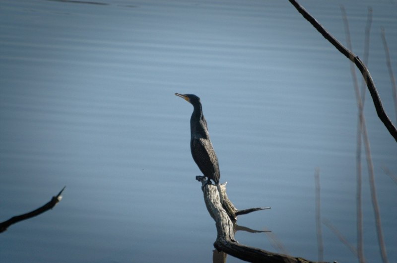 Хохлатый Баклан Phalacrocorax Aristotelis