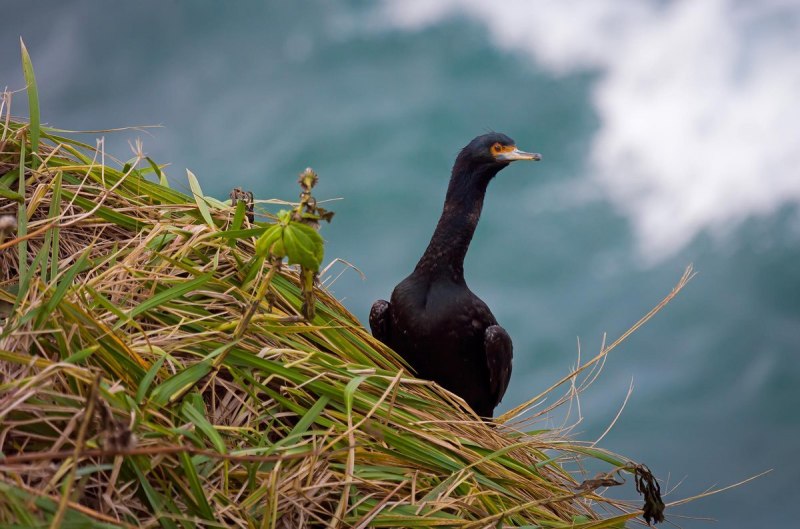 Phalacrocorax Carbo птица