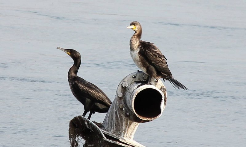 Баклан с добычей черное море