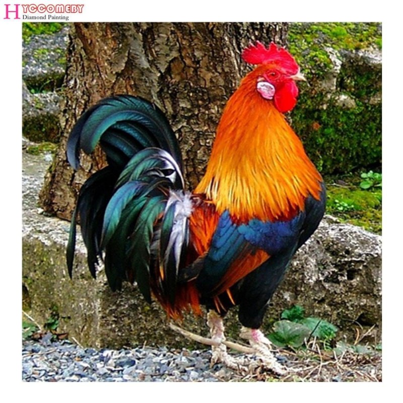 Петух разноцветный