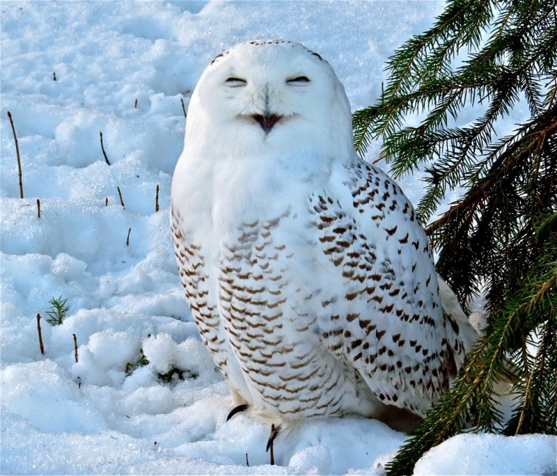 Бургомистр (Larus hyperboreus)