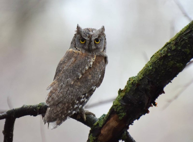 Сплюшка Otus SCOPS