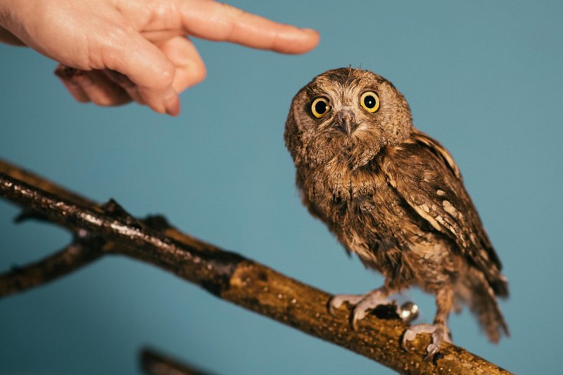 Сплюшка Otus SCOPS