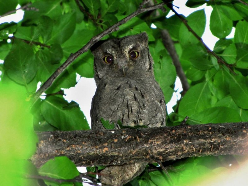 Сплюшка Otus SCOPS