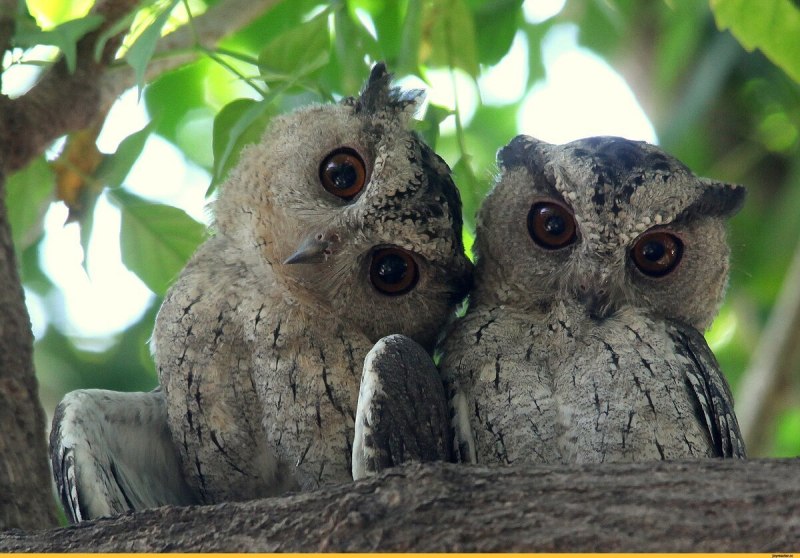 Сплюшка Otus SCOPS