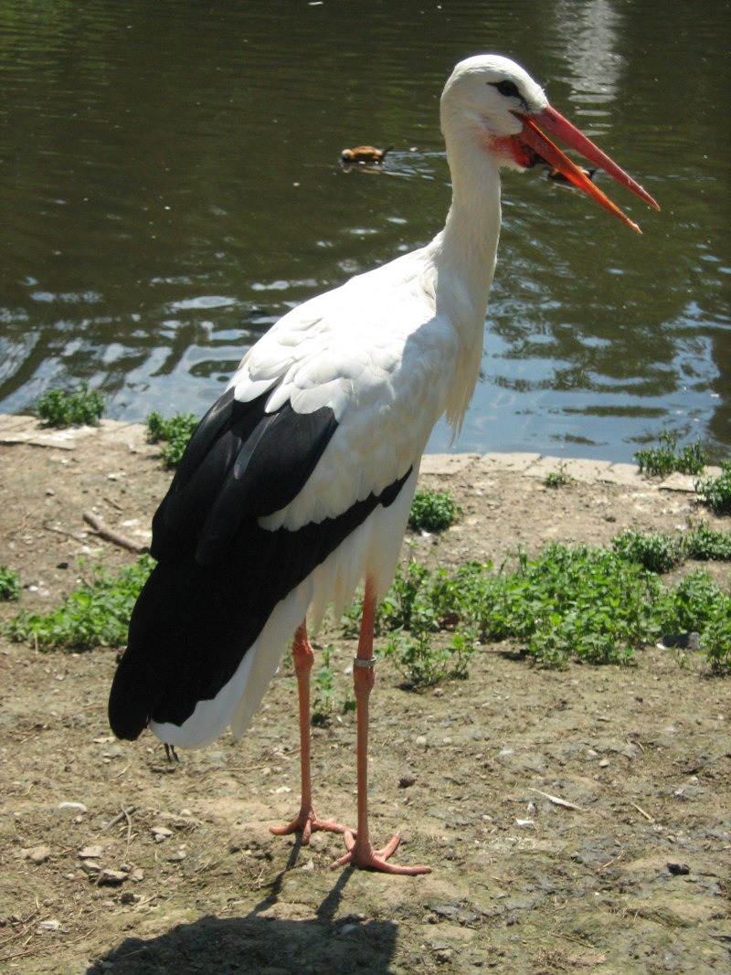 Ciconia Ciconia
