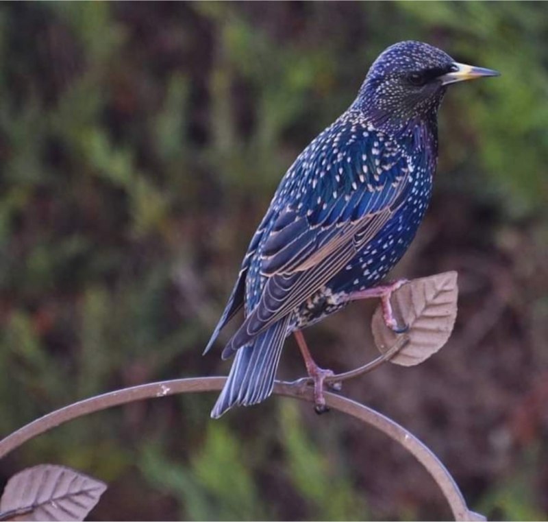 Колибри Calypte costae