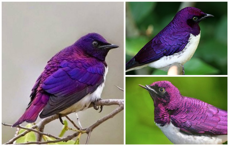 Lamprotornis purpureus