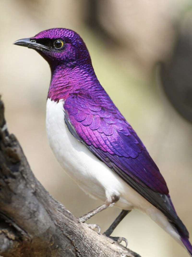 Фиолетовая птица (79 фото)