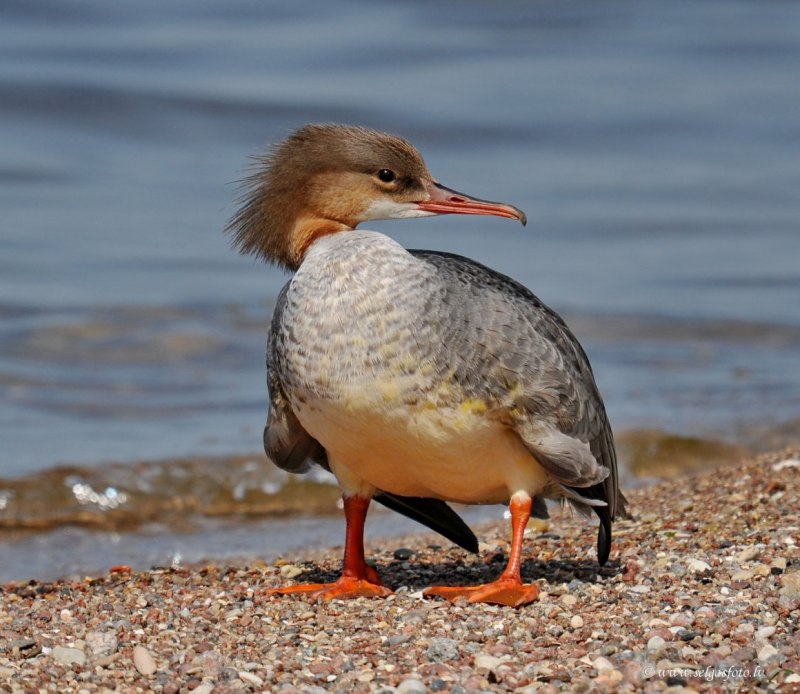 Чибис Vanellus Vanellus