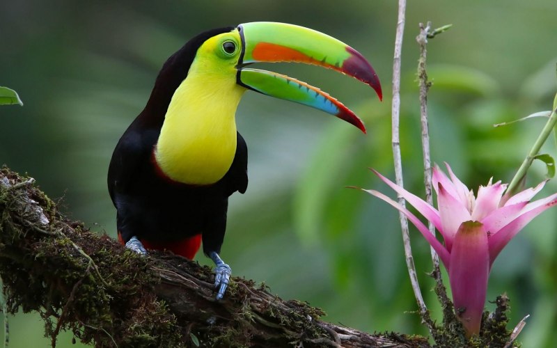 Тропические птицы (85 фото)