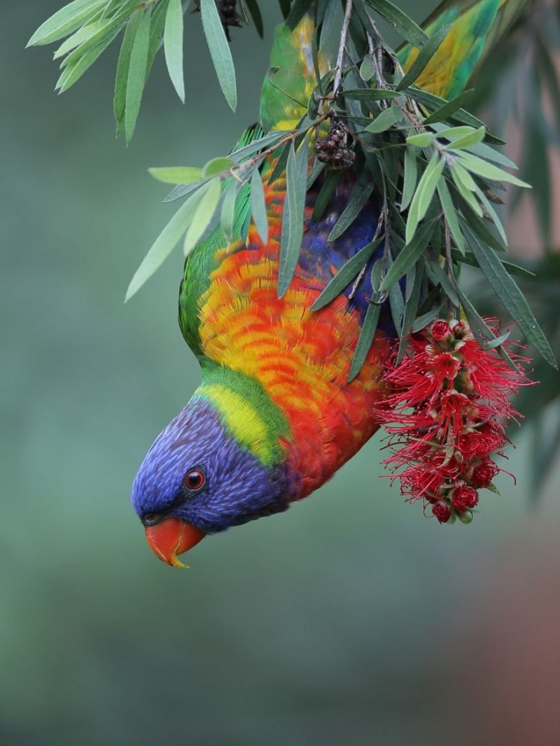 Rainbow Lorikeet попугай