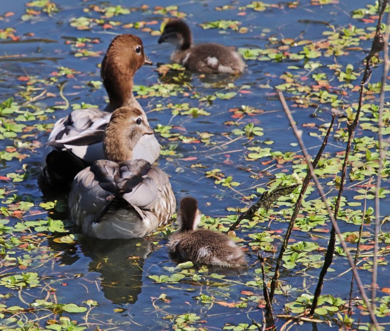 White Duck Family