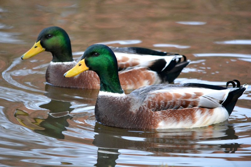 Семейство Утиные (Anatidae)