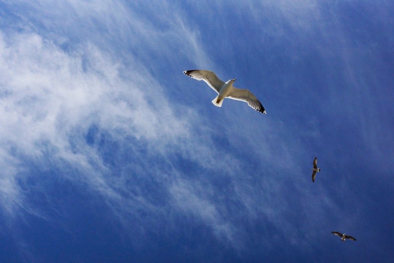 Полет птицы в небе (75 фото)