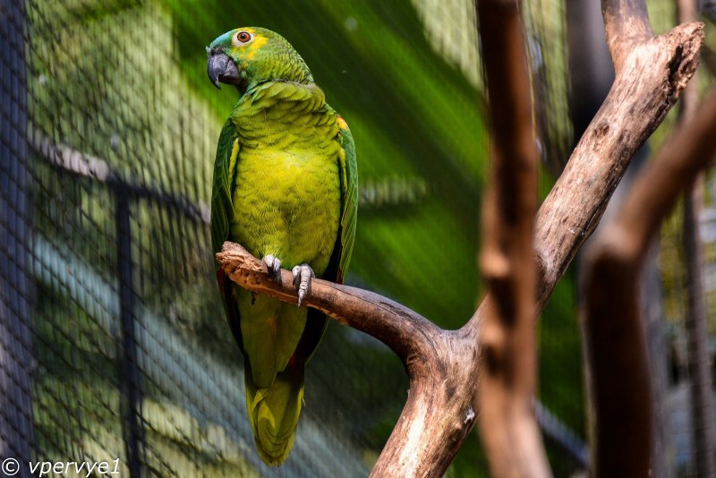 Alphabet pictures Parrots