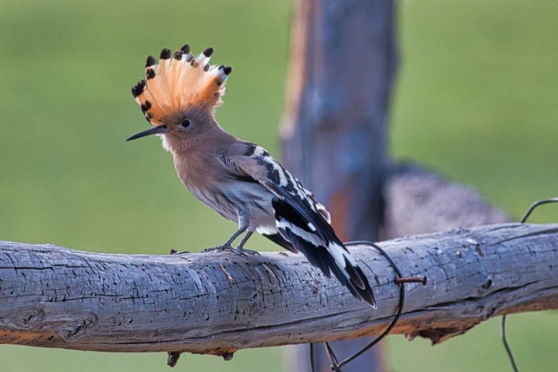 Hoopoe Red beak