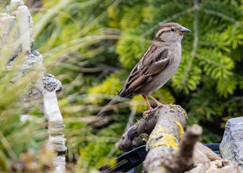 What a tiny Bird