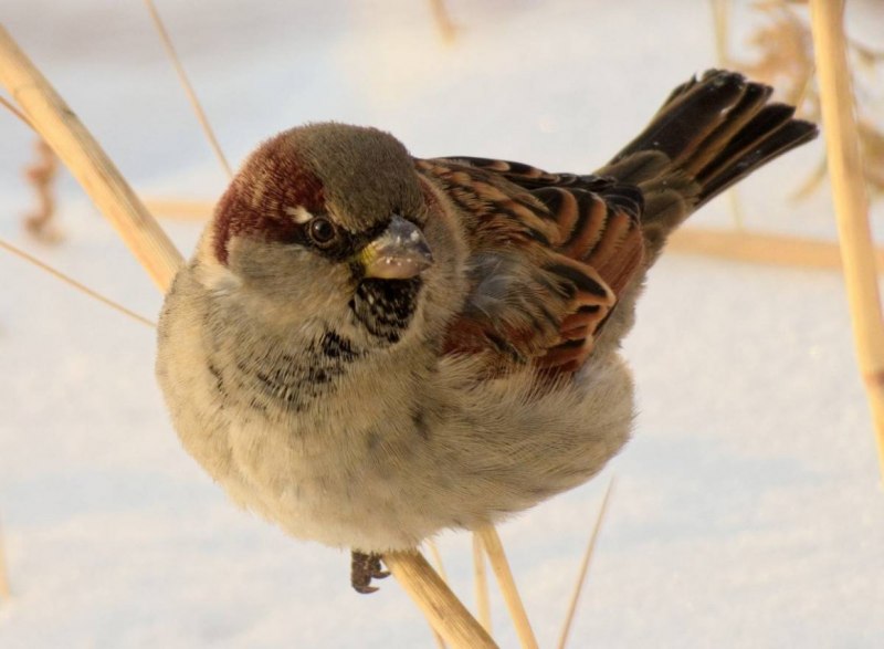Полевой Воробей passer montanus